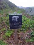 (Mar 2011) Coastal trail head at Conzelman  &raquo; Click to zoom ->