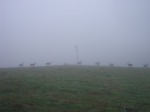 Deer in the fog  &raquo; Click to zoom ->
