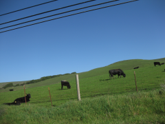 SFR Moo jersey  &raquo; Click to zoom ->